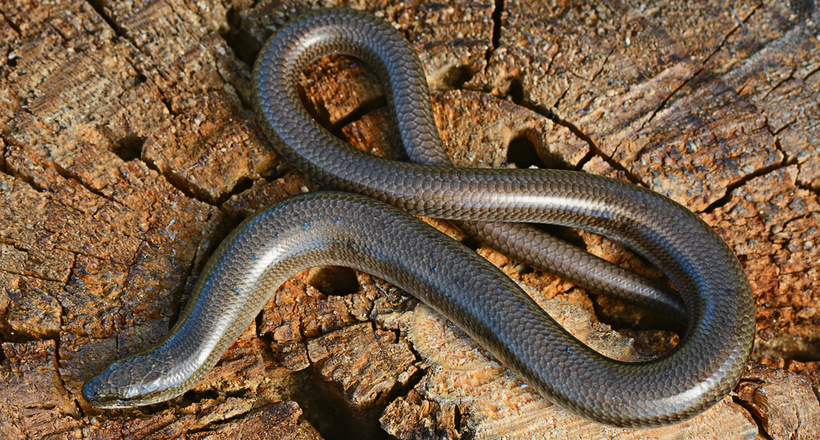 Безногі ящірки: вони виглядають як змії, але чому їх відносять до ящіркам