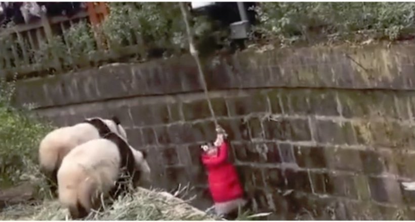 Відео: Люди поспішають врятувати дівчинку, що впала до панд, поки ті не підійшли ближче