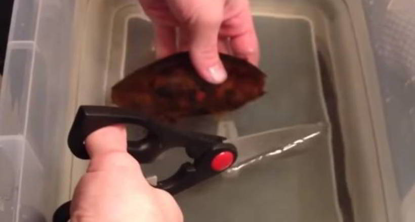 Відео: Люди розкрили яйце акули, але не думали побачити настільки прекрасного малюка