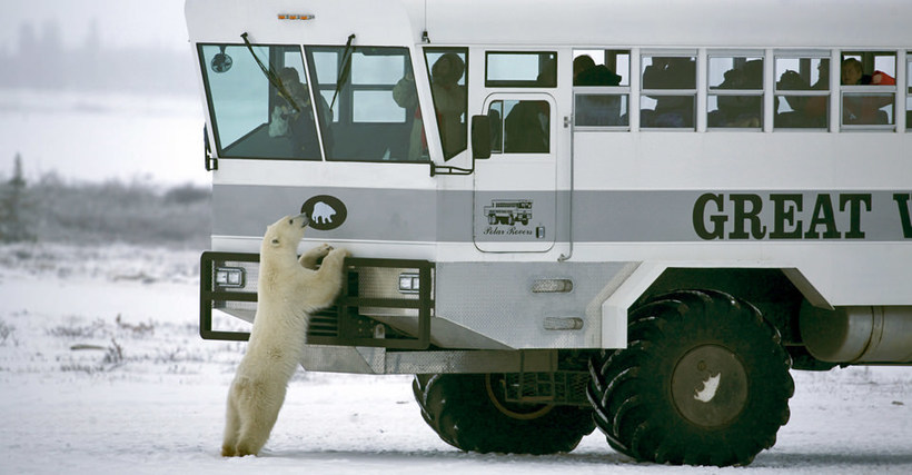 Ніч обличчям до обличчя з білими ведмедями: перший арктичний готель