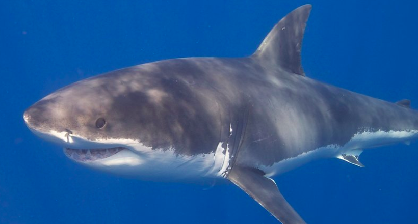 10 місць в світі, де можна побачити великих білих акул в дії 