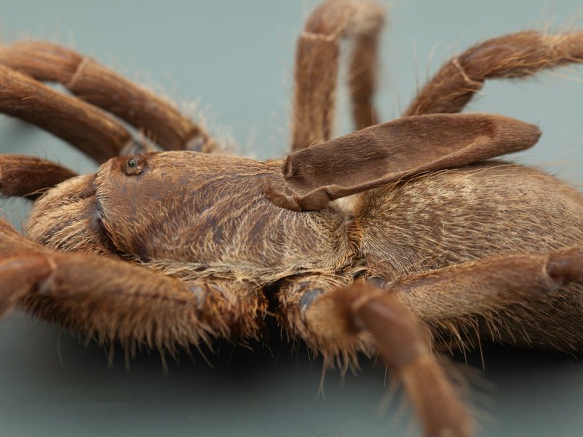 Вчені виявили тарантула з рогом на спині, і вони не знають, що це за істота