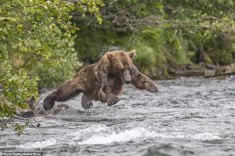 8 кумедних фотографій про те, як рибалить ведмідь