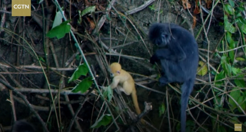 Відео: Лангури вчать своїх чарівних малюків лазити по деревах