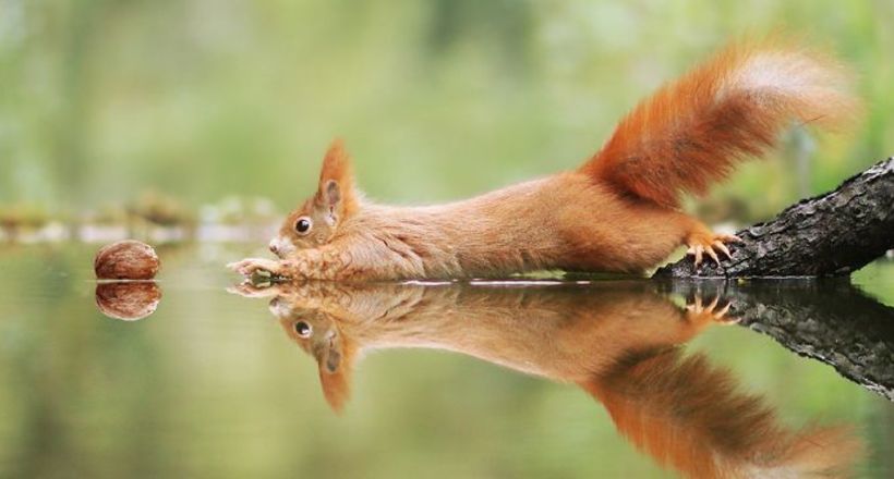 30 веселих фото дикої природи від знаменитого австрійського фотографа