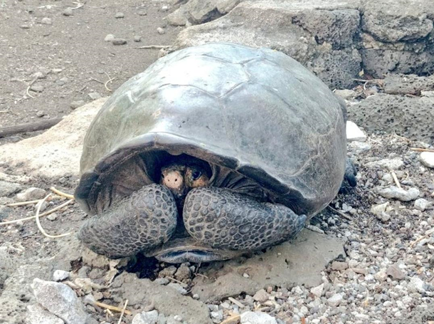 На Галапагосах знайшли черепаху, яка зникла понад століття тому
