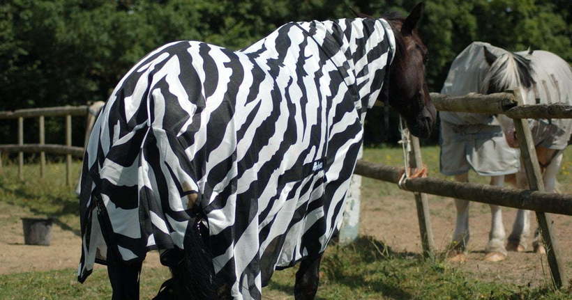 Навіщо зебрі смужки: вчені одягли коня в смугасте пальто, щоб випробувати свою теорію