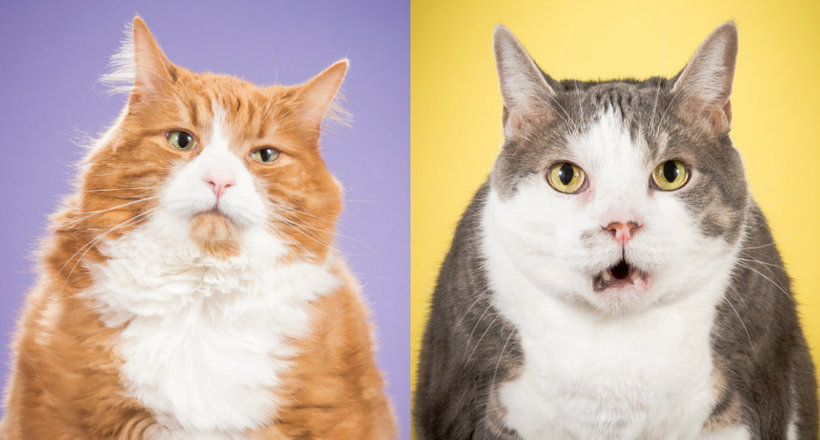 Товсті і красиві: фотограф Піт Торн доводить, що гарного кота повинно бути багато