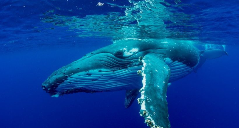 Як таке може бути: у джунглях Амазонки знайшли горбатого кита
