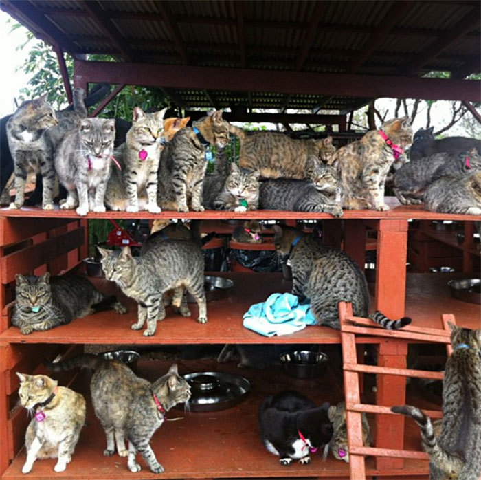 Котячий рай на Гаваях: місце, де одночасно можна пограти з сотнею котиків