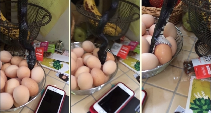 Відео: Змія заповзла на кухню і намагається з'їсти яйце куряче