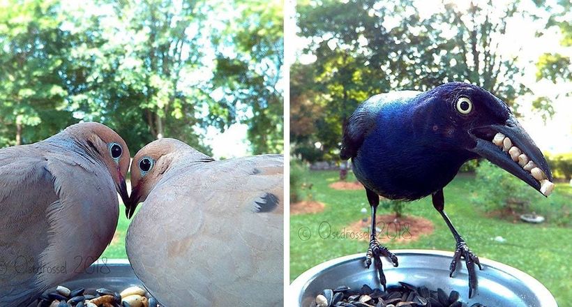 Камера на пташиної годівниці допомогла піймати пернатих в найнесподіваніші моменти