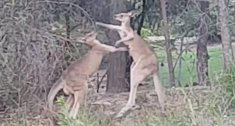 Чоловік крикнув б'ються кенгуру, що покличе батьків, і зняв їх реакцію на відео