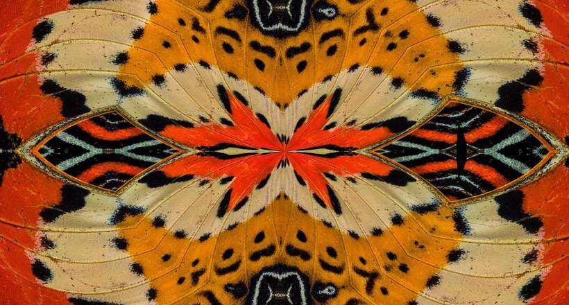 Як калейдоскоп: чудові фотографії крил метеликів крупним планом