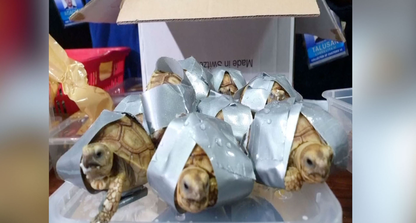 Відео: Пасажир хотів вивезти 1000 черепах з Маніли, але в останній момент злякався