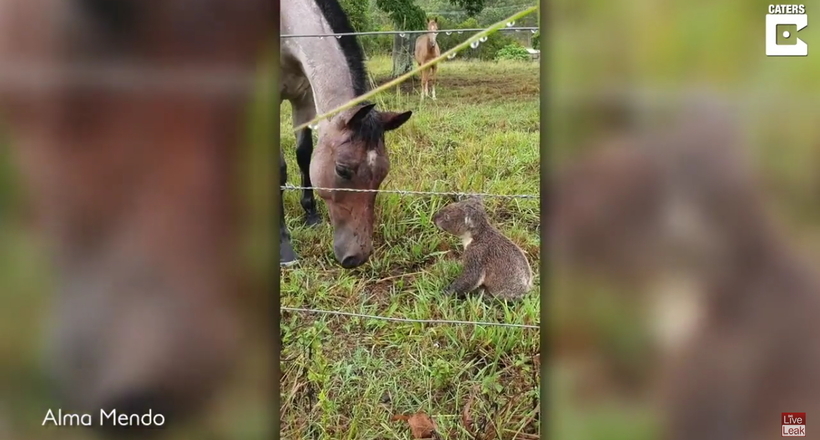 Відео: В Австралії коні вирішили познайомитися з коалой, а та взяла і поцілувала їх
