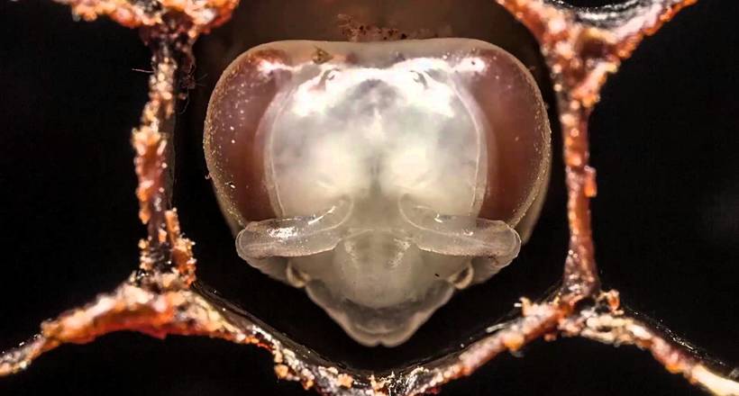 Бджоли-зозулі: навіть серед бджіл зустрічаються нахабні дармоїди 