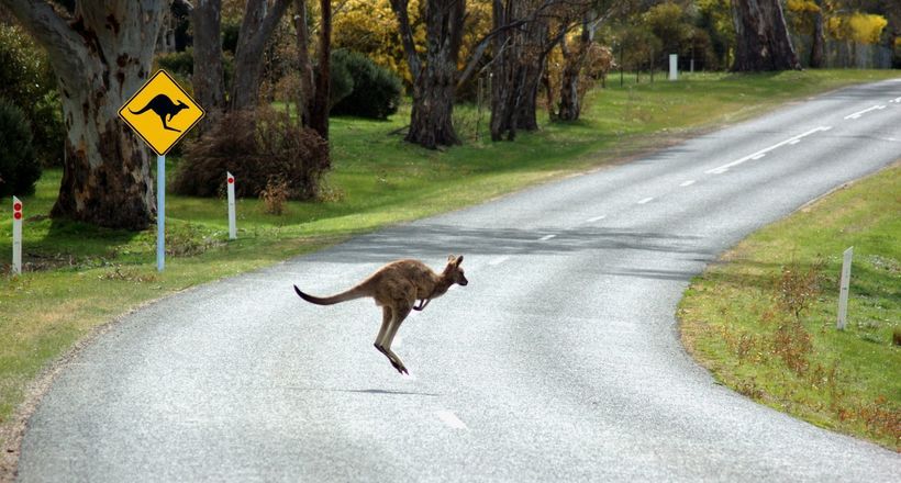 В Австралії впроваджують нову систему по захисту тварин від зіткнень з автомобілями 