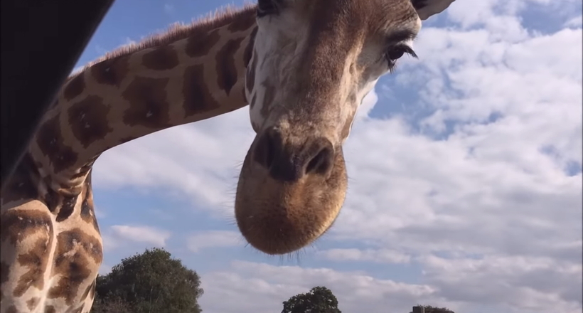 Відео: Жираф випрошує їжу у туристів