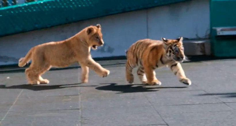 Відео: Тигреня і левеня стали найкращими друзями в зоопарку Сочі