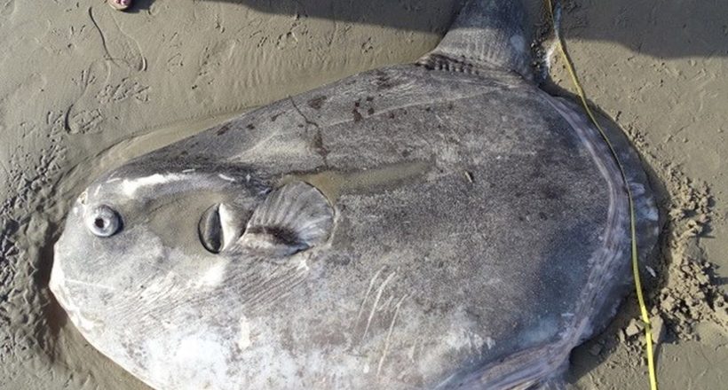 На березі Каліфорнії знайшли гігантську рибу, від якої вчені в подиві