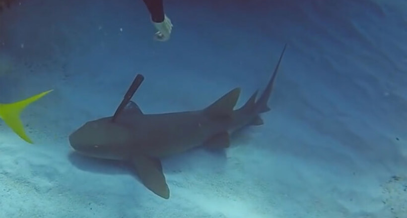 Відео: Дайвер не побоявся і врятував акулу з ножем у голові