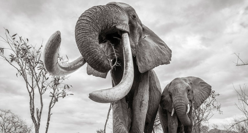 Королева слонів: фотограф зняв унікальну слониху F_MU1 перед її смертю