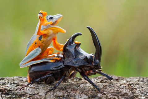 Фотограф відобразив найкрихітніше родео в світі: жаба на жуці