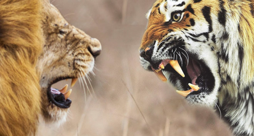 Відео: Так хто ж все-таки цар — битва лева і тигра 