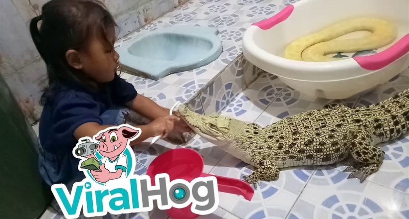 Відео: Маленька дівчинка чистить зуби крокодилу, а поруч лежить здоровий пітон