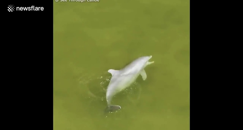 Відео: Захоплюючу погоню дельфіна за рибою на мілководді вдалося зняти з дрона