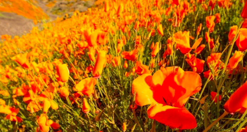 Натовпи туристів в Каліфорнії: місцеві пагорби «палають» рідкісним цвітінням помаранчевих маків
