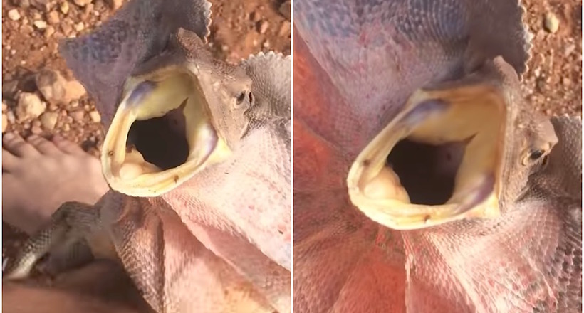 Відео: Ящірка несподівано накинулася на людину і почала його лякати