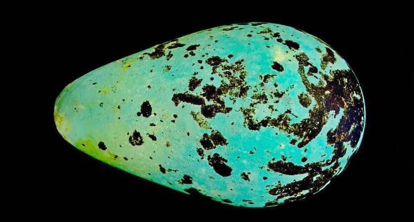 Чому яйця кайри такої дивної грушоподібної форми