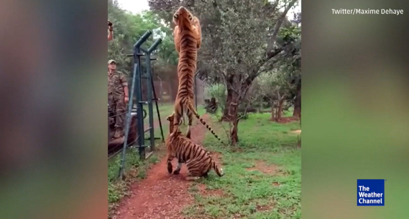 Люди зняли в сповільненій зйомці неймовірне відео: тигр стрибає за шматком м'яса