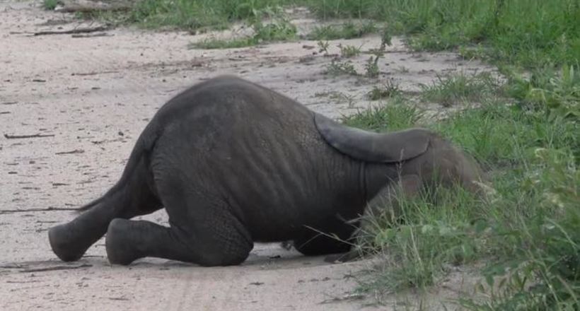 Відео: Веселий слоненя так награвся, що звалився з ніг прямо посеред дороги