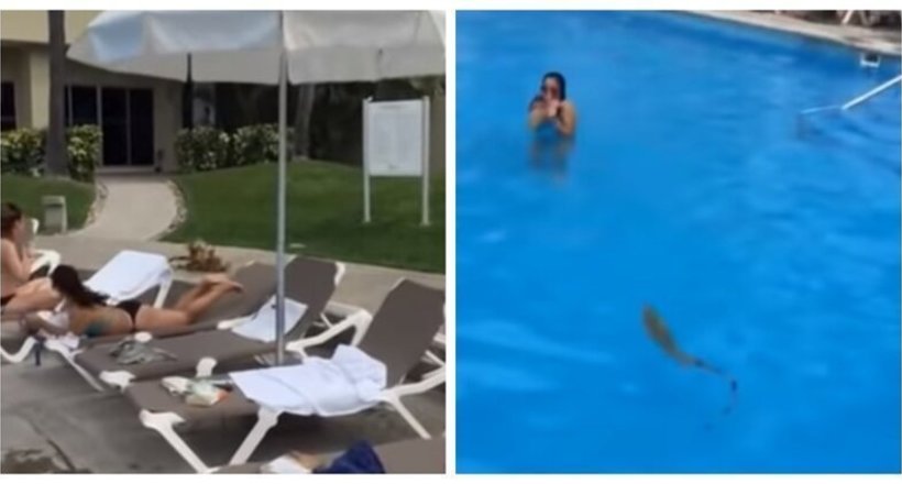 Щоб уникнути бійки з ворогом, ігуана стрибнула в басейн, викликавши справжню паніку