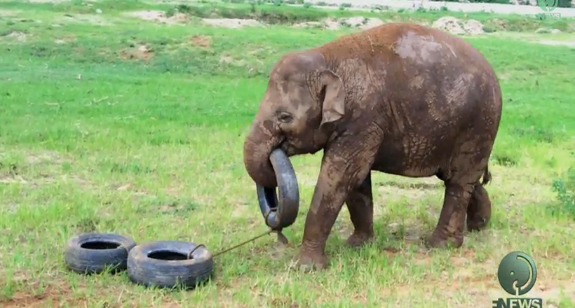 Відео: Смішні слоненята грають зі зв'язаними мотузкою покришками