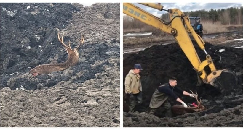 Відео: Заради порятунку потопаючого в мулі оленя люди пригнали екскаватор