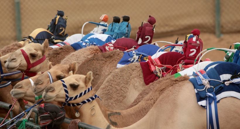 Відео: У верблюжих перегонах заборонили брати участь дітям, і їх замінили роботи