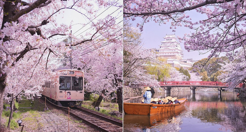 Фотограф відобразив чарівне початок сезону цвітіння сакури в Японії