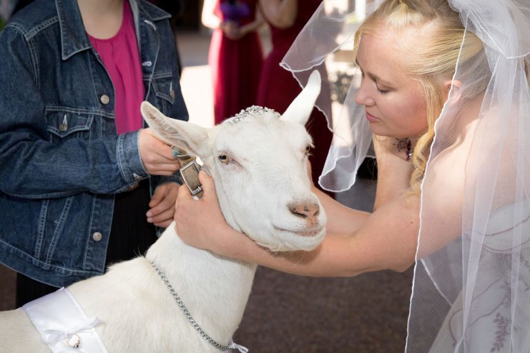 Коли у подружки нареченої рогу: на австралійській весілля кільця молодим принесла коза