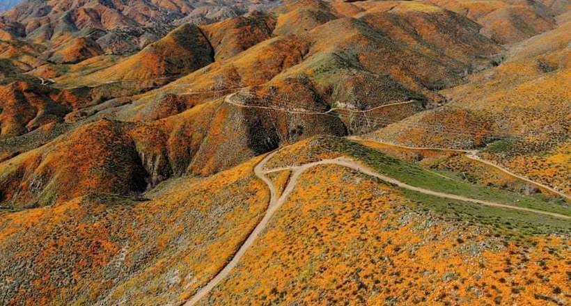 Фото дня: пагорби, вкриті маками, в Каліфорнії