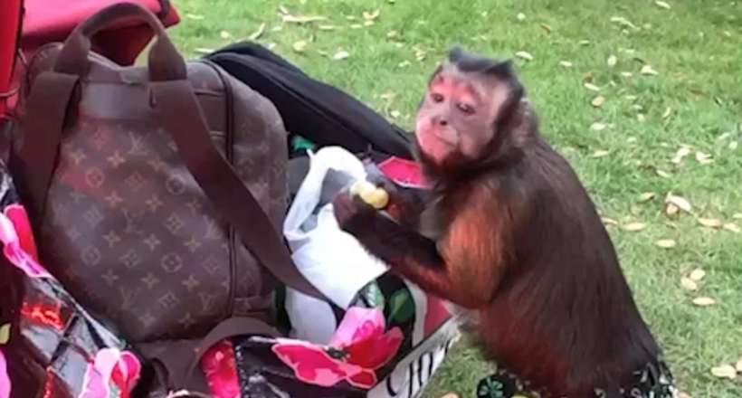 Відео: Мавпочка краде виноград прямо з сумки 