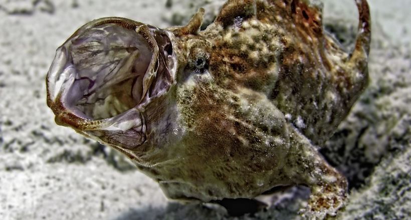 Відео: Як полюють морські чорти