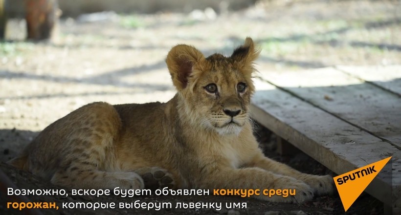 В Алма-Аті у чоловіка забрали левеня, який тепер щасливо живе в зоопарку