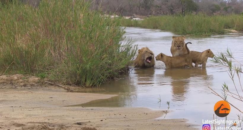 Дуже рідкісне і приголомшливе відео: купання невеликого сімейства левового 