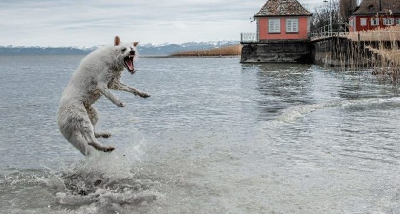 Пес, який любить купатися: фотограф зняла свою собаку, яка шалено рада воді
