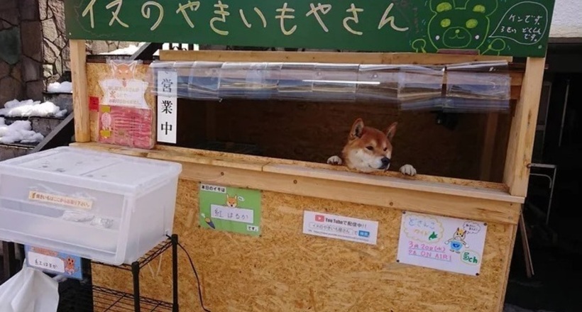 В Японії знайшли саму милу крамницю з продажу картоплі, її продавець — собака сіба-іну