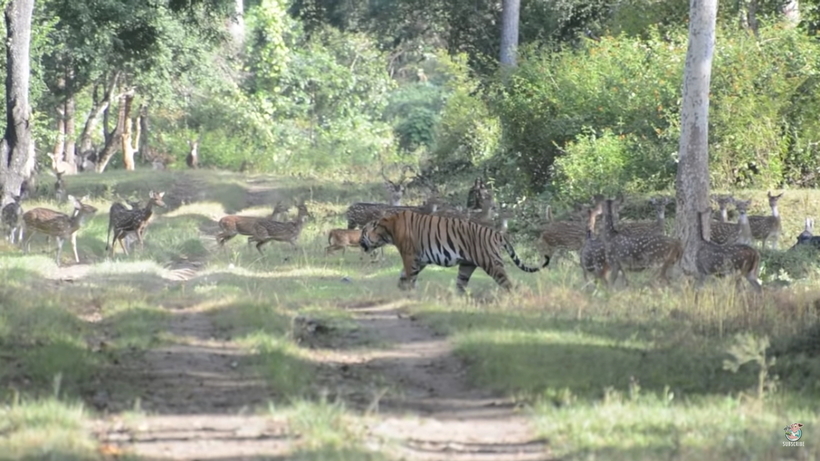 Відео: Так міг би виглядати рай — тигр, необразливо гуляє серед безлічі оленів